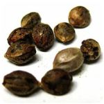 Семена марихуаны АК-47  (Seeds AK-47) в Белогорске